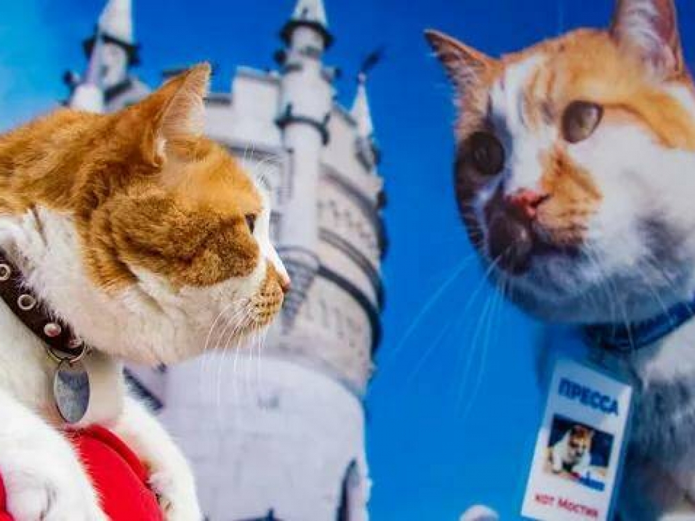 Портрет кота Мостика украсил выставку ко Дню Москвы в Симферополе