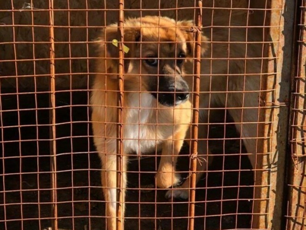 Бездомного пса предлагают сдать за деньги в Белогорске