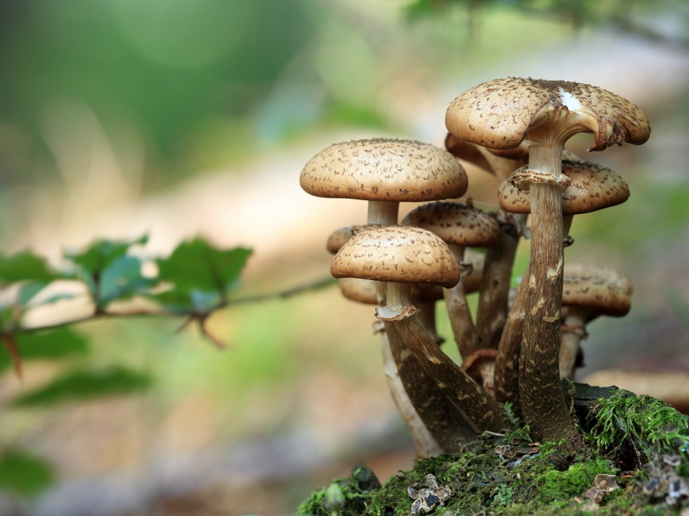 Туристы из Санкт-Петербурга получили сильное отравление грибами в крымских горах